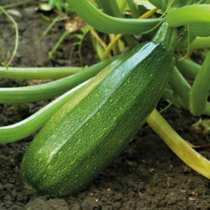 Courgette Verte non coureuse