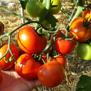 Tomate belle de Lorraine