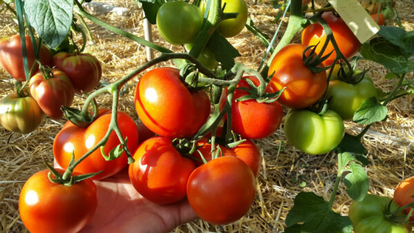 Tomate belle de Lorraine