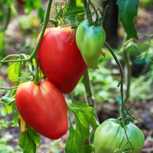 Tomate cœur de boeuf