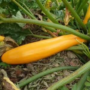 Courgette Jaune Gold Rush